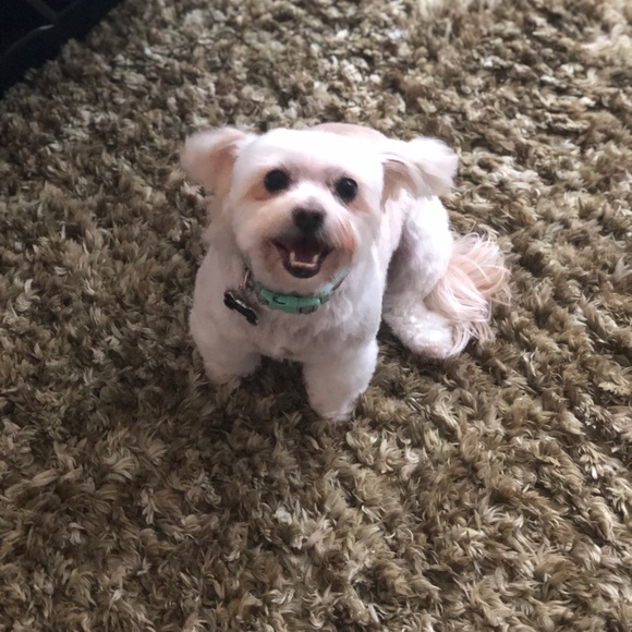 Meet your Posher, Stephanie - Picture 1 of 1